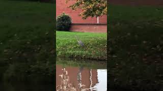 Heron on the canal near Taunton herons [upl. by Hutchins]