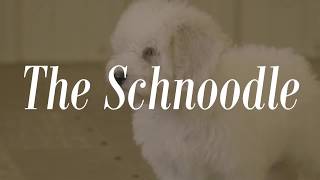 The Schnoodle  Feathers and Fleece Farm [upl. by Andras]