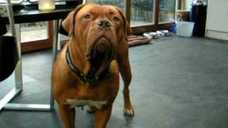 Dogue De Bordeaux Simba [upl. by Esinahs]