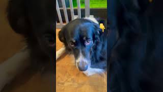 nothing to offer just “Simply Give me likes”🤣🐶 funny comedy Boophy [upl. by Erica891]