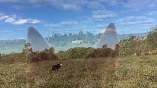 Working Kelpies Mustering [upl. by Eilyk]