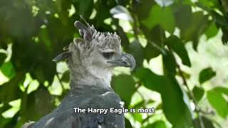 The Harpy Eagle [upl. by Woodring]