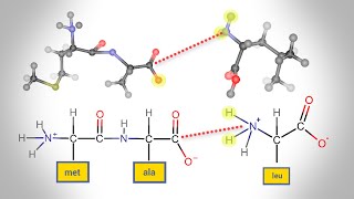 Peptide Bond Formation  Animation [upl. by Selma]