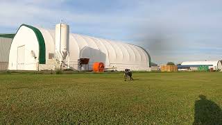 Puppy deutsch drahthaar training  100 yard field blind [upl. by Moseley599]