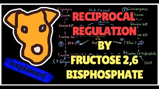 Reciprocal Regulation by Fructose26bisphosphate PFK2  PFK1 Glycolysis Gluconeogenesis Step 1 [upl. by Dzoba]