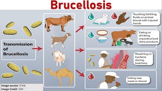 Brucellosis Awareness Protecting Your Health  Livestock  Zoonosis  Meat amp Dairy Products [upl. by Potter231]