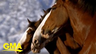 Budweiser brings back Clydesdales in 2024 Super Bowl ad [upl. by Nwahsaj]