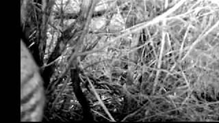 Striped animal on trail camera in Tasmania [upl. by Daney]