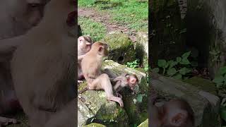 monkeyLOUY and LEXIE so love🐒💐DX3 shorts animals viral shortsvideo youtubeshorts monkeys [upl. by Alidia]