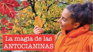 ¿Por qué las HOJAS quedan ROJASNARANJAS [upl. by Marcel]