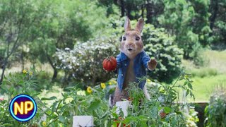 Garden Scene  Peter Rabbit 2 The Runaway [upl. by Enirehs697]