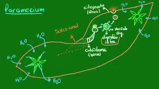 Protozoários Ciliados  Diversidade dos Seres Vivos  Biologia [upl. by Htezil]