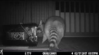 capture a raccoon using a conibear trap [upl. by Hooper]