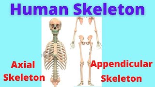 Axial Skeleton  Appendicular skeleton  Anatomy of skeleton  Human Anatomy and Physiology [upl. by Taub412]