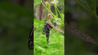 Flower mantis Creobroter sp eats butterfly Tirumala septentrionis [upl. by Teyugn605]