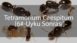 Tetramorium Caespitum Journal  Günlük  6 [upl. by Eat]