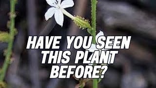 Plant identification program 27 trending viral shorts [upl. by Dnarb]