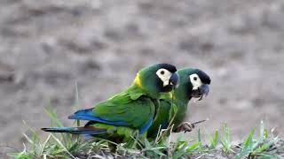 Yellowcollared Macaws chewing grass on the ground in Pantanal  Brazil [upl. by Carola362]