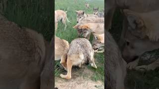 Wolf Attack😱  Wild Life😳 shorts animals wolf dogfight viralshorts [upl. by Eulalia]