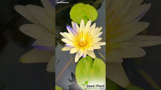 Nymphaea Yellow Suwana seed2plant 🌱 [upl. by Brewer]