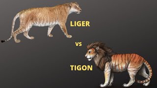 Liger vs Tigon who will win  Jungle Safari [upl. by Caruso]