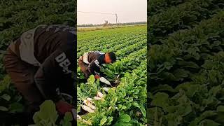 Radish Harvest satisfying shot [upl. by Oiralih]