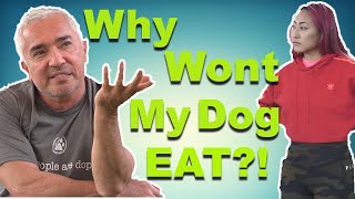 How To Properly Feed Your Dog with Cesar Millan feat Lizzy Capri [upl. by Alul]