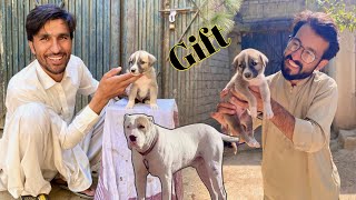 Bully Dog Baby Gift Mel Gia 😱 Big Surprise  AZ pets vlog [upl. by Bilek]