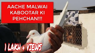 AACHE MALWAI KABOOTAR KI PECHAN  मलवई कबूतर की पहचान [upl. by Ennaesor]