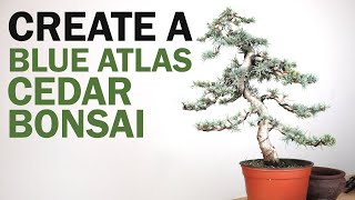 How to Make a Blue Atlas Cedar Bonsai Tree  Preparation and Styling [upl. by Wilonah653]