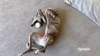 What is it like to own a whippet Lets find out   Roscoe the whippet [upl. by Carrillo926]