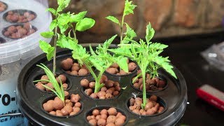 AeroPot Aeroponics System Review  My new Hydroponics Toy [upl. by Annocahs241]