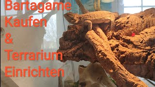 Bartagame Kaufen  Bartagamen Haltung  Terrarium Einrichten [upl. by Marsland94]