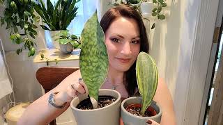 October Plant Haul Hoya Sansevieria amp Philodendron [upl. by Farnsworth701]