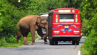 Fierce behavior of the ferocious elephant encountered on the road [upl. by Enelegna487]