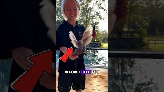 The largest moth in North America  Cecropia moth wildlife animals nature [upl. by Mcmaster]