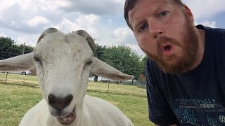 Funniest Goats  30 Minutes 🤪 [upl. by Goldston642]