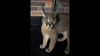 Caracal kitten valiantly defends their life caracalishche caracal floppa kitty swag [upl. by Maro400]