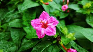 Everything about Mirabilis JALAPA flower is in this video [upl. by Rolan]