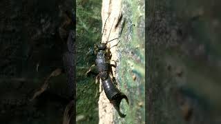 EARWIGS TAMIL DEATILS earwig shorts pincherbugs [upl. by Anrahc]