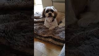 Lhasa Apso dog puppy lhasaapso lhsa apso doglife doglover ukshorts [upl. by Zanahs]