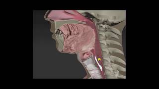 Anatomy amp Physiology of Swallowing  MBSImP Animations [upl. by Towill]