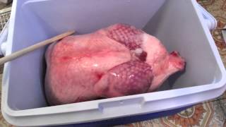 Brining a Turkey in a Camping Cooler [upl. by Manthei]