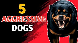 Exploring the Worlds 5 Most Aggressive Dog Breeds [upl. by Publus]