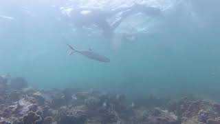 Cahuita National Park Snorkeling [upl. by Icyak]