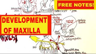 Development Of Maxilla  Embryology [upl. by Schlenger]