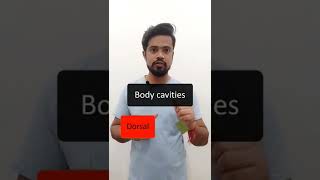 Body cavities mlt nursing anatomy medical medicalstudent medicalcollege anatomyphysiology [upl. by Lody229]