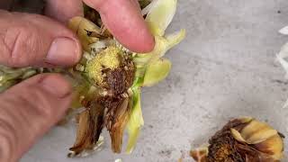 232 Botrytis from Excess Moisture in Large Dahlia Seed Heads [upl. by Eldnik]