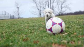 Kipper Mac the Dog Plays Football [upl. by Tnilk521]