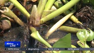 Water hyacinth threatens livelihoods in Ethiopias Lake Tana [upl. by Tessie]